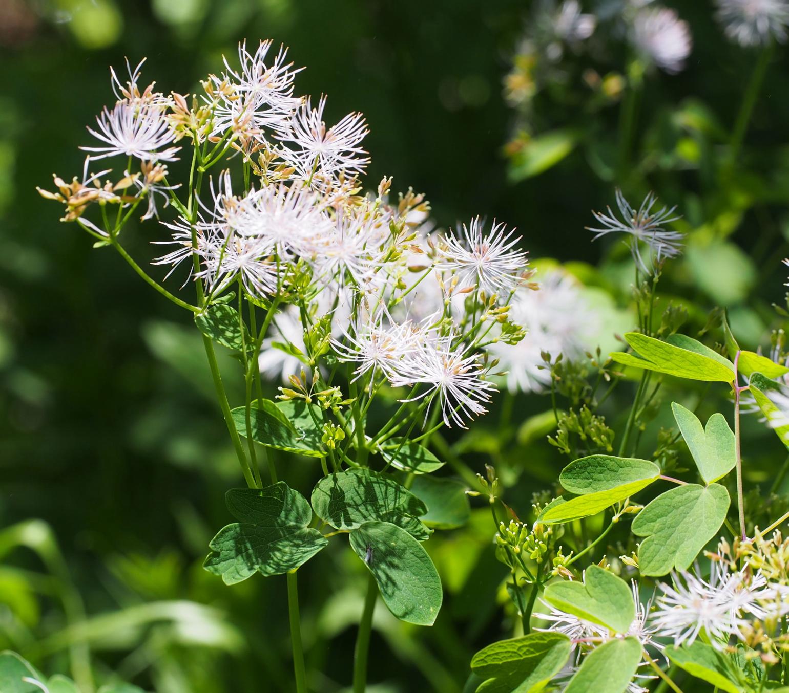 Meadow Rue